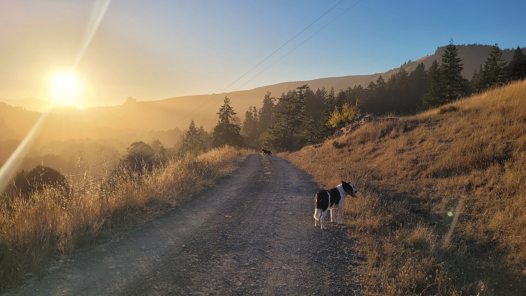 492326715_1474432133944580_4176845418354961885_n Sunrise over a gravel path with two dogs walking through tall grass and trees, capturing the serene beauty of nature in a peaceful landscape.