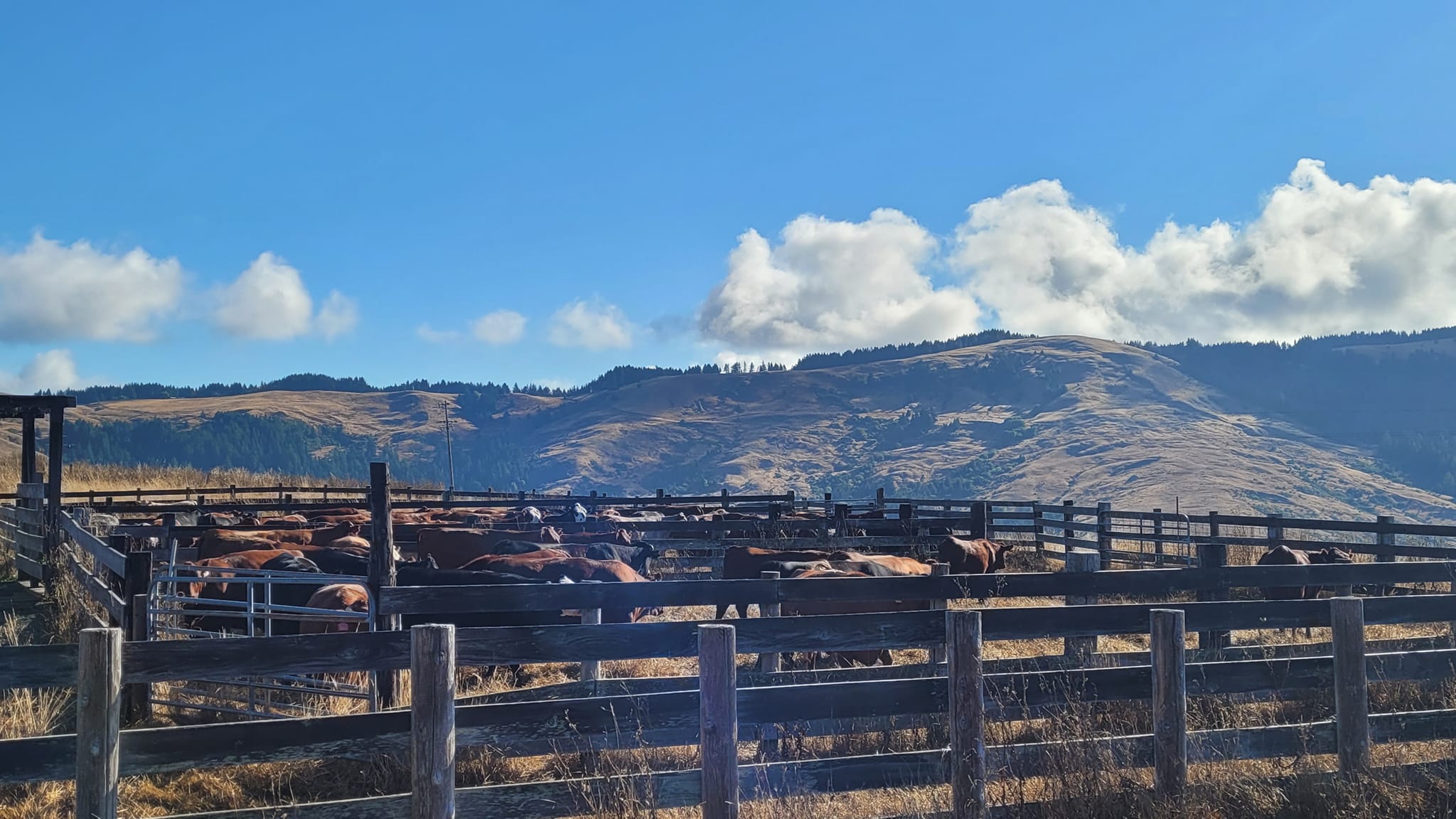 492412962_1472880927433034_2987536355437133862_n Cattle grazing in a fenced pasture with rolling hills and a clear blue sky in the background. The landscape features a mix of grass and sparse vegetation, showcasing a serene rural setting.
