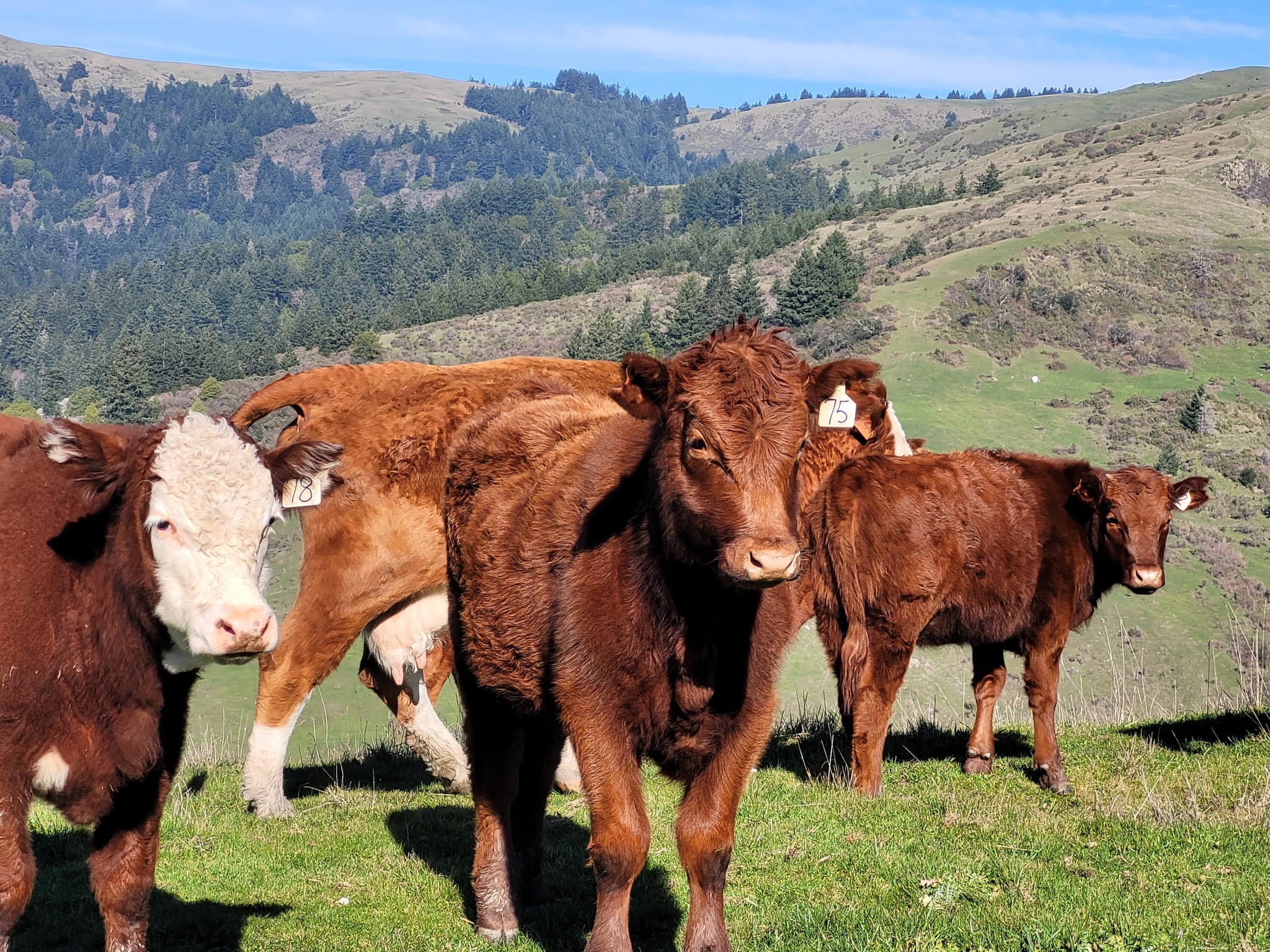 493601646_1477681410286319_2468393052941978756_n A group of healthy brown and white cattle grazing in a lush green pasture, with rolling hills and trees in the background under a clear blue sky. The cows are tagged with identification numbers on their ears, showcasing a peaceful rural farming scene.