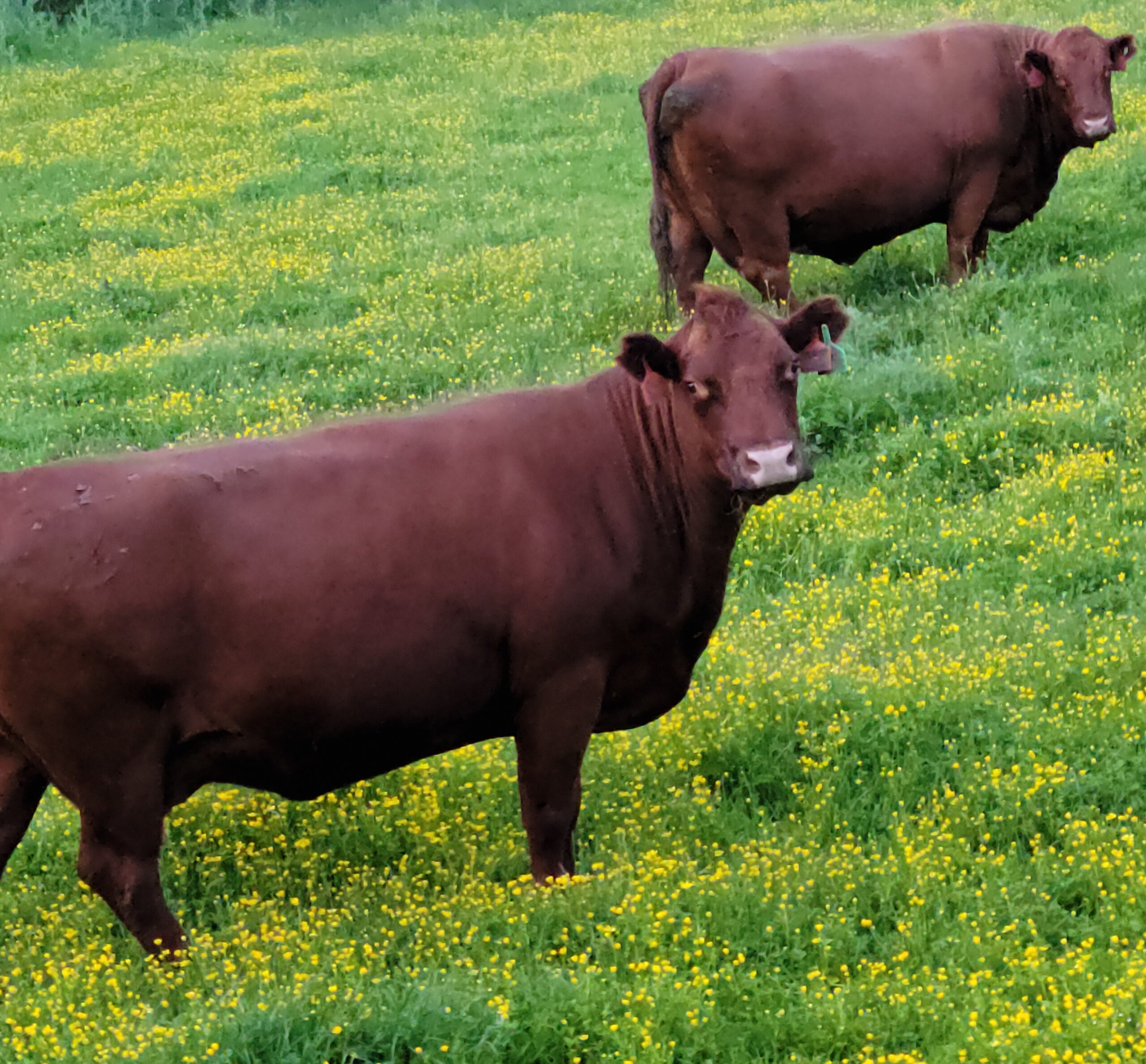 Liz Klopper - 2 red fat cows buttercups Two brown cows grazing in a lush green field filled with yellow wildflowers, showcasing a serene rural landscape.