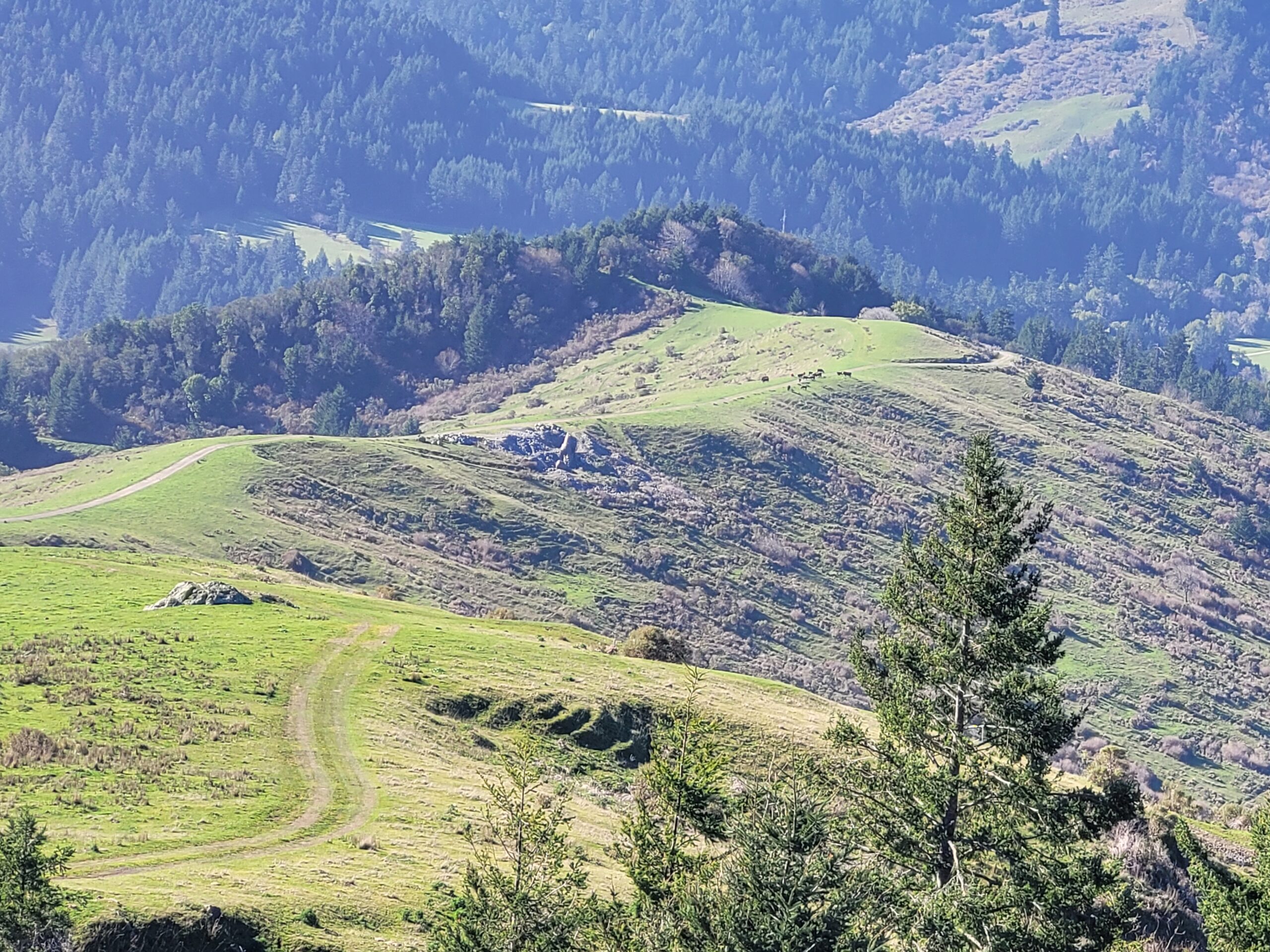 Liz Klopper - 20220124_123546 Scenic landscape featuring rolling green hills, a winding dirt path, and a backdrop of dense evergreen trees under a clear blue sky. Ideal for nature lovers and outdoor enthusiasts seeking hiking or photography opportunities.