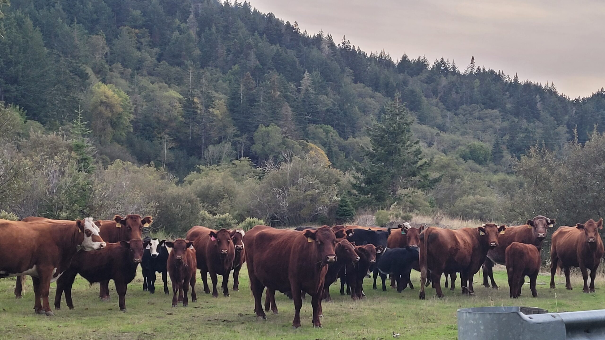 Liz Klopper - 20231015_182328 A herd of cattle, including both brown and black cows, grazing in a lush green pasture surrounded by trees and hills. The scene captures the tranquility of rural farm life in a natural setting.