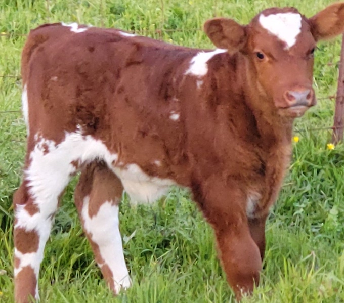 Liz Klopper - calf on its own Brown and white calf standing in a green pasture with grass and wildflowers, showcasing its youthful features and healthy appearance.