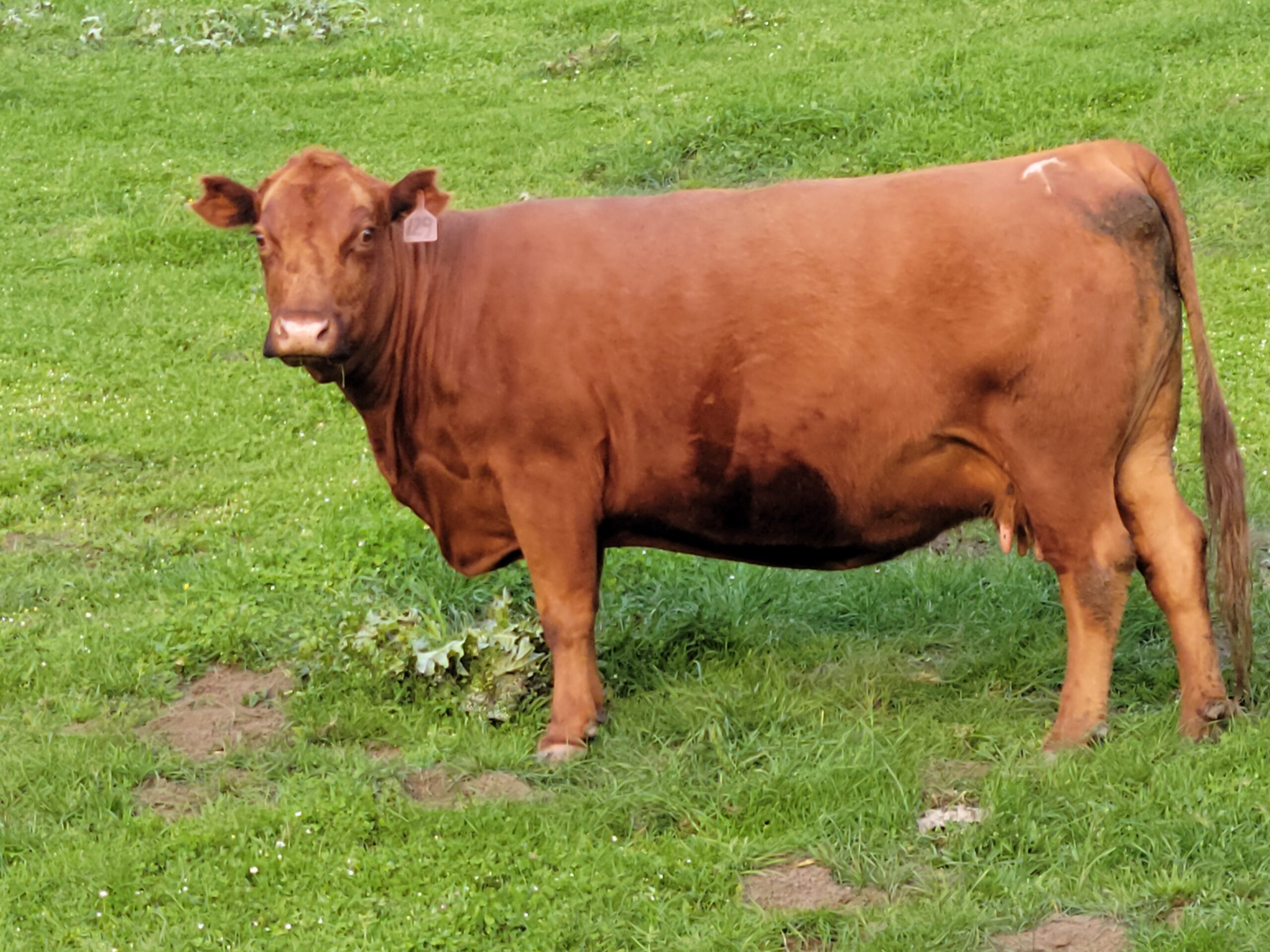 Liz Klopper - great looking red cow 5mb Brown cow standing in a green pasture, showcasing its healthy coat and ear tag. The image highlights the animal's natural habitat and farming environment.