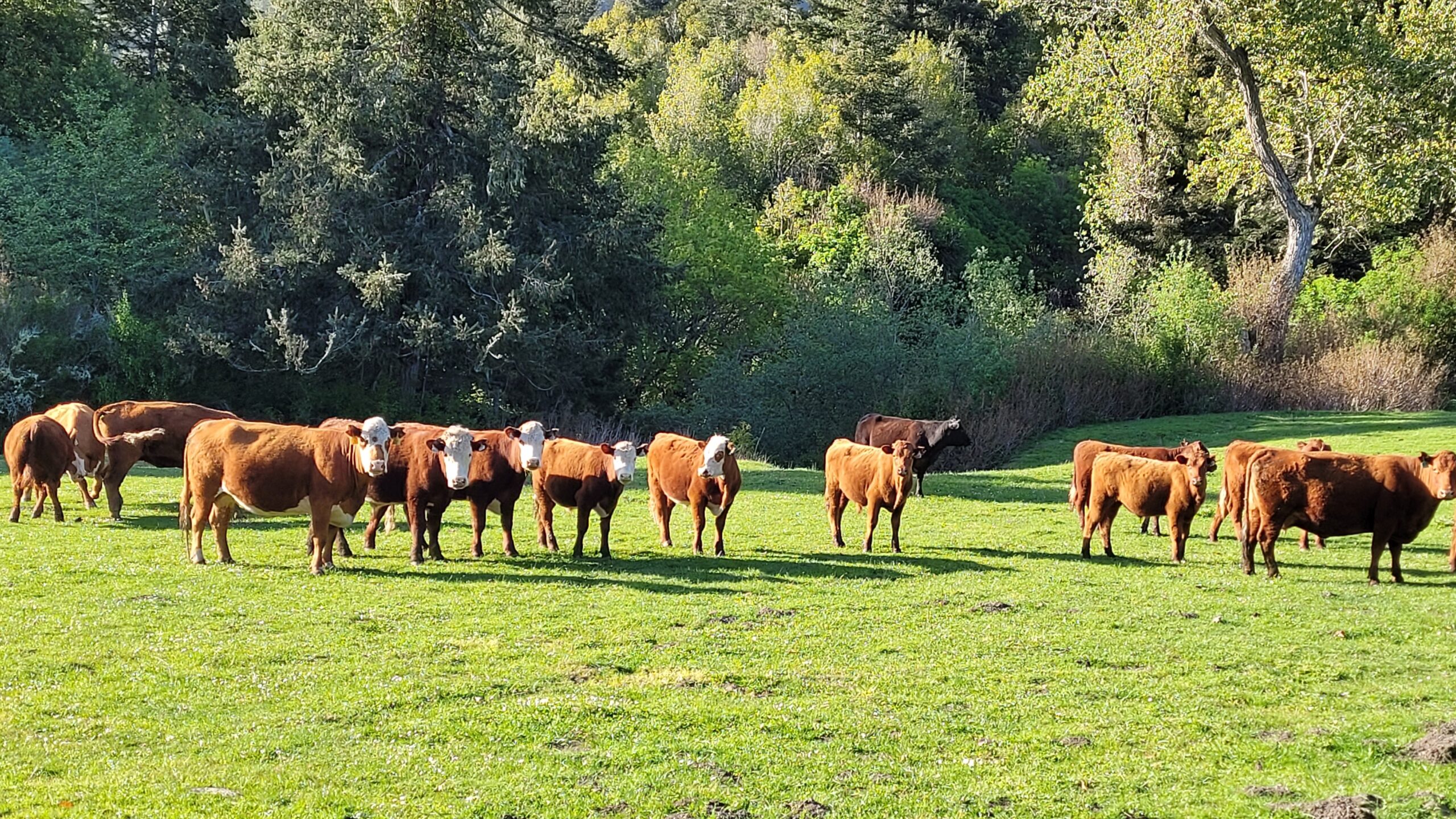 Liz Klopper - w-f cows facing Herd of brown cattle grazing on lush green pasture surrounded by trees in a sunny rural landscape.